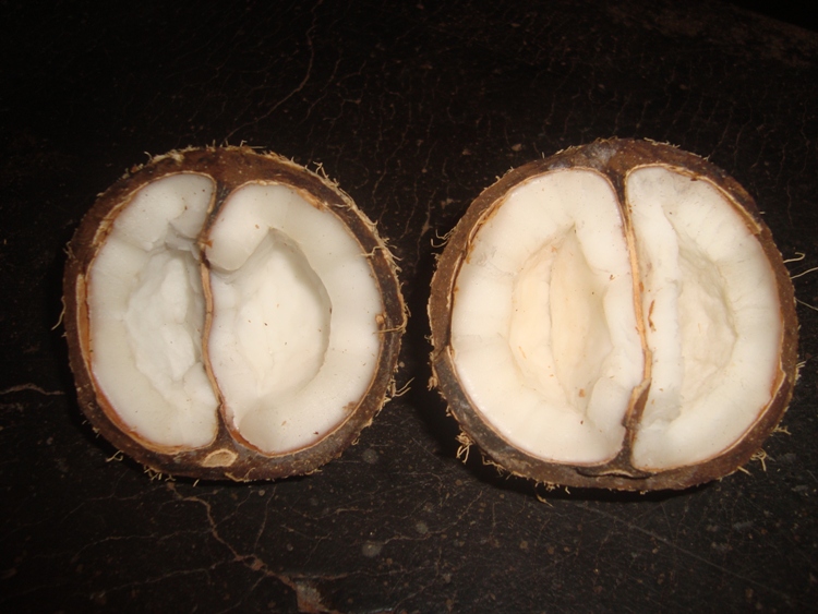 coconut1