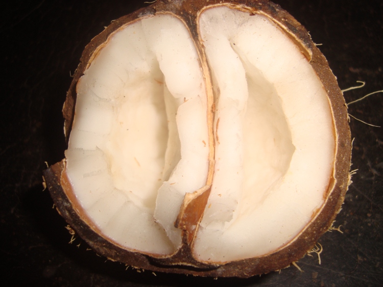 coconut2