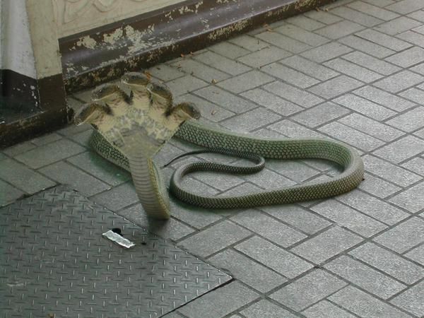 snake 2